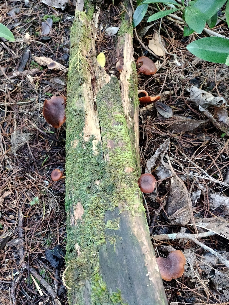 Gymnopilus purpuratus · April 2026 · photo: © bagels_nz (iNaturalist, cc0)