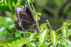 Papilio fuscus