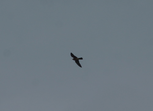 Red-footed Falcon (Falco vespertinus), photo 2
