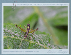 Paramastax cordillerae