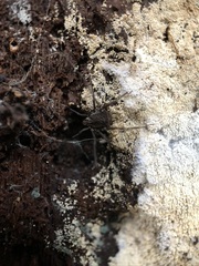 Ortholasma rugosum