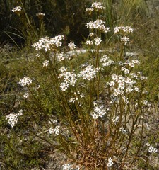 Ixodia achillaeoides