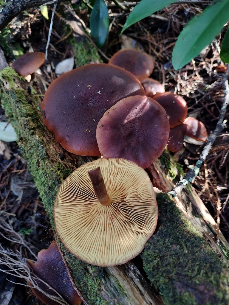 Gymnopilus purpuratus · April 2026 · photo: © bagels_nz (iNaturalist, cc0)