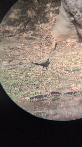 Long-tailed Glossy Starling