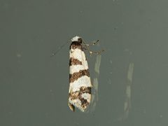 Lepidoscia characota