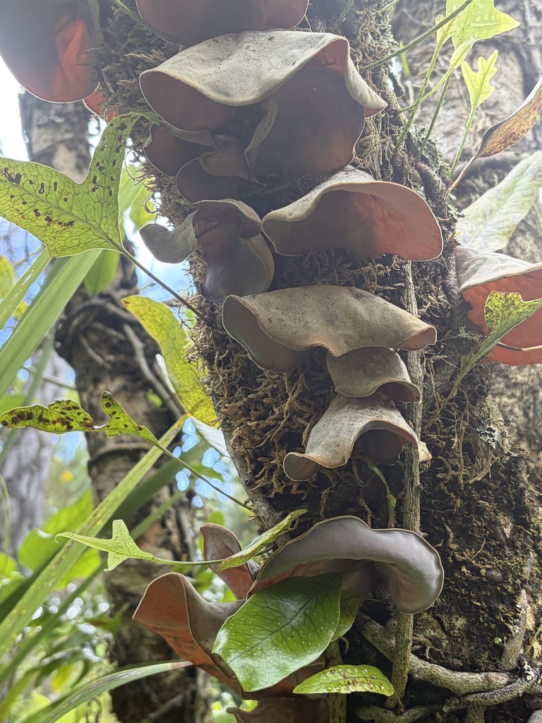 Auricularia cornea · April 2026 · photo: © charliethomas (iNaturalist, cc0)