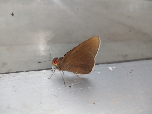 Common Redeye