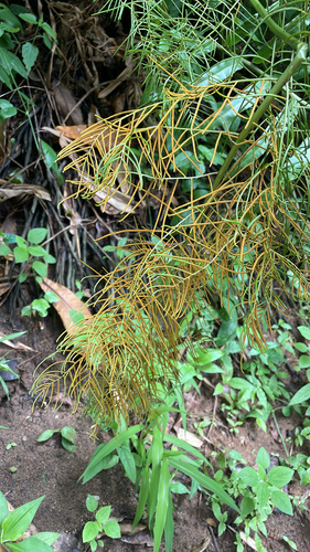 Giant Vine Fern