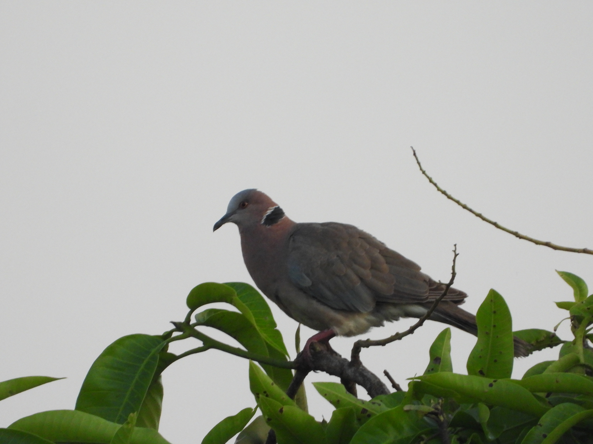 Sunda Collared Dove (Streptopelia bitorquata), photo 9