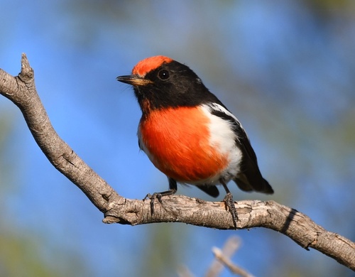 Red-capped Robin