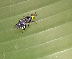 Cyphomyia wiedemanni