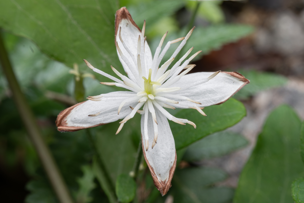 autumn clematis