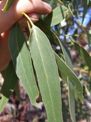 Eucalyptus porosa