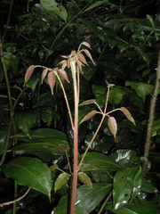 Rubus fagifolius