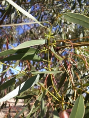 Eucalyptus porosa
