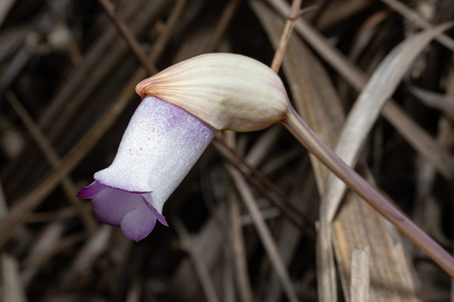 Aeginetia indica