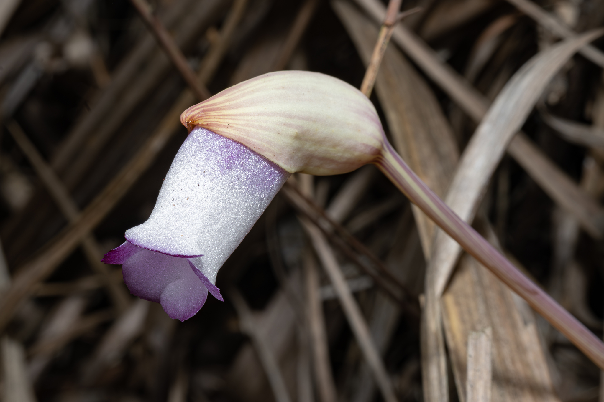 Aeginetia indica