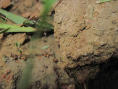 Cardiocondyla venustula