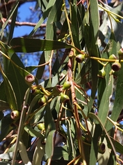 Eucalyptus porosa