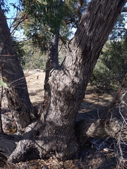 Eucalyptus porosa