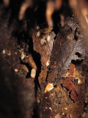 Poneracantha triangularis