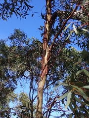 Eucalyptus porosa