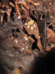 Poneracantha triangularis