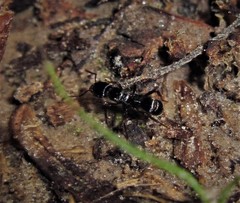 Poneracantha triangularis