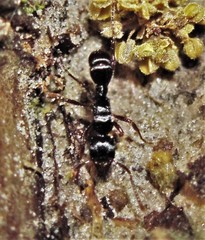 Poneracantha triangularis