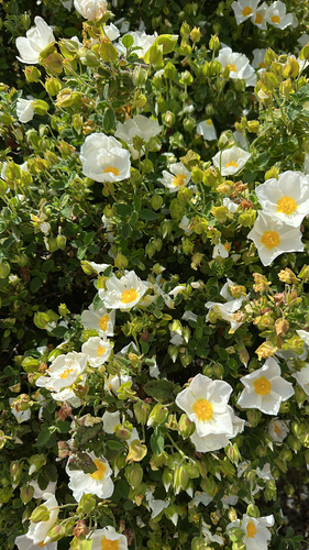 Avistamiento Cistus salviifolius