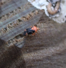 Neocapsus