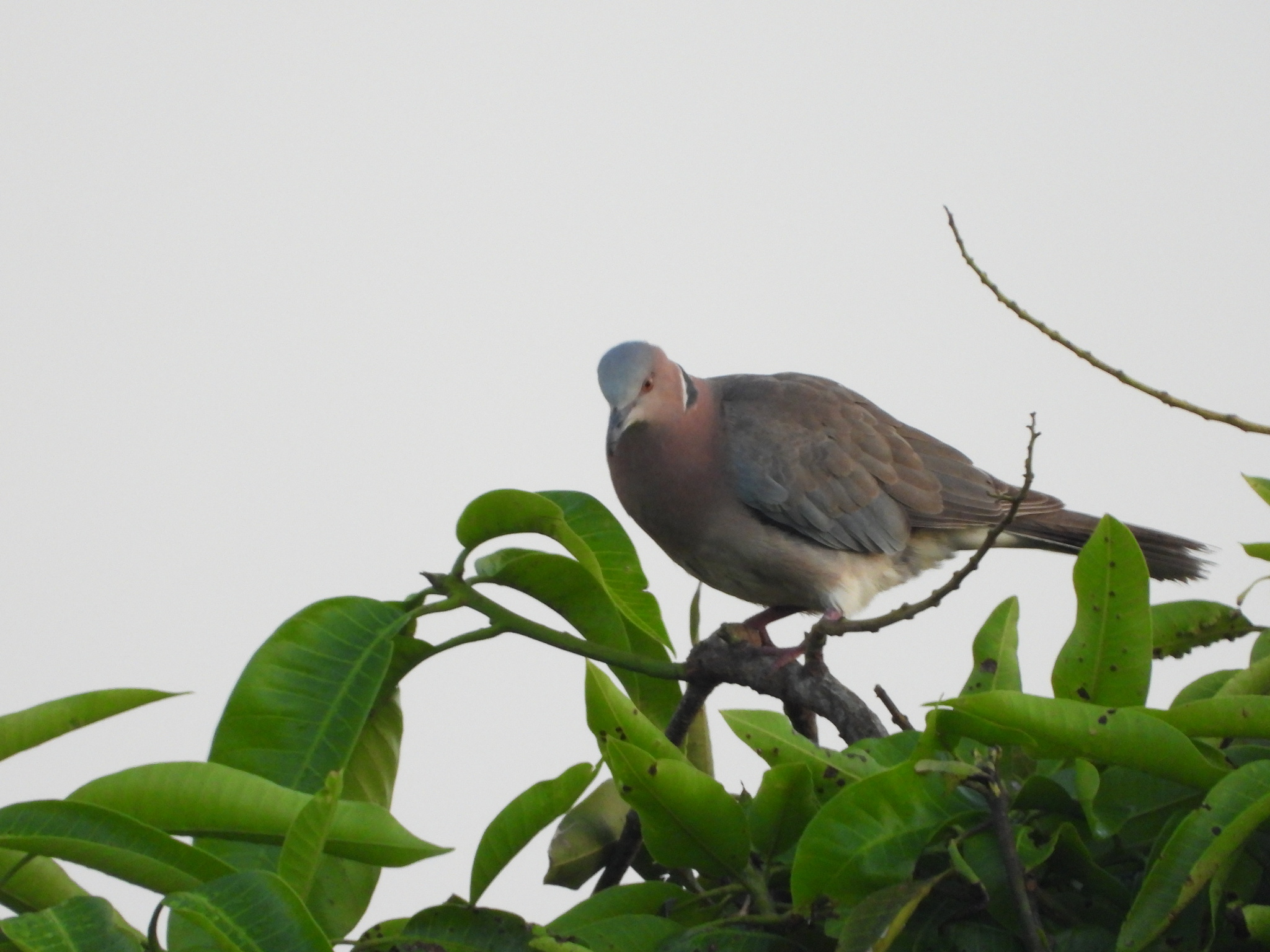 Sunda Collared Dove (Streptopelia bitorquata), photo 10
