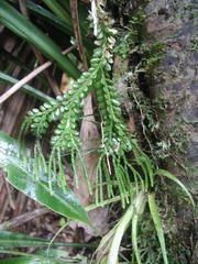 Phlegmariurus dichaeoides