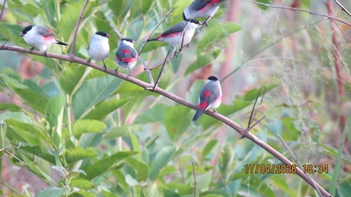 Black-crowned Waxbill