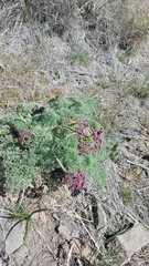 Lomatium columbianum
