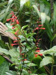 Scutellaria longifolia