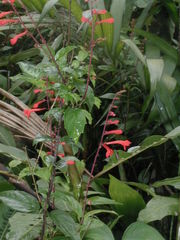 Scutellaria longifolia