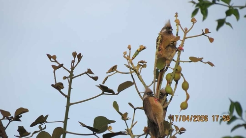 Speckled Mousebird