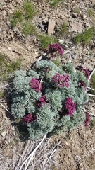 Lomatium columbianum