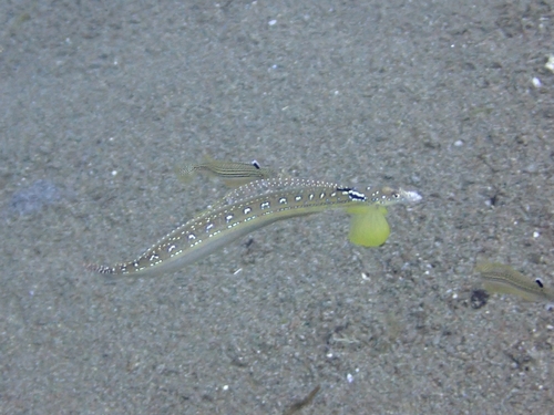 Elegant sand diver (Trichonotus elegans) — Trichonotidae — 2