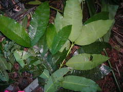 Lacmellea standleyi