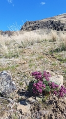 Lomatium columbianum