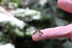Enchoria lacteata