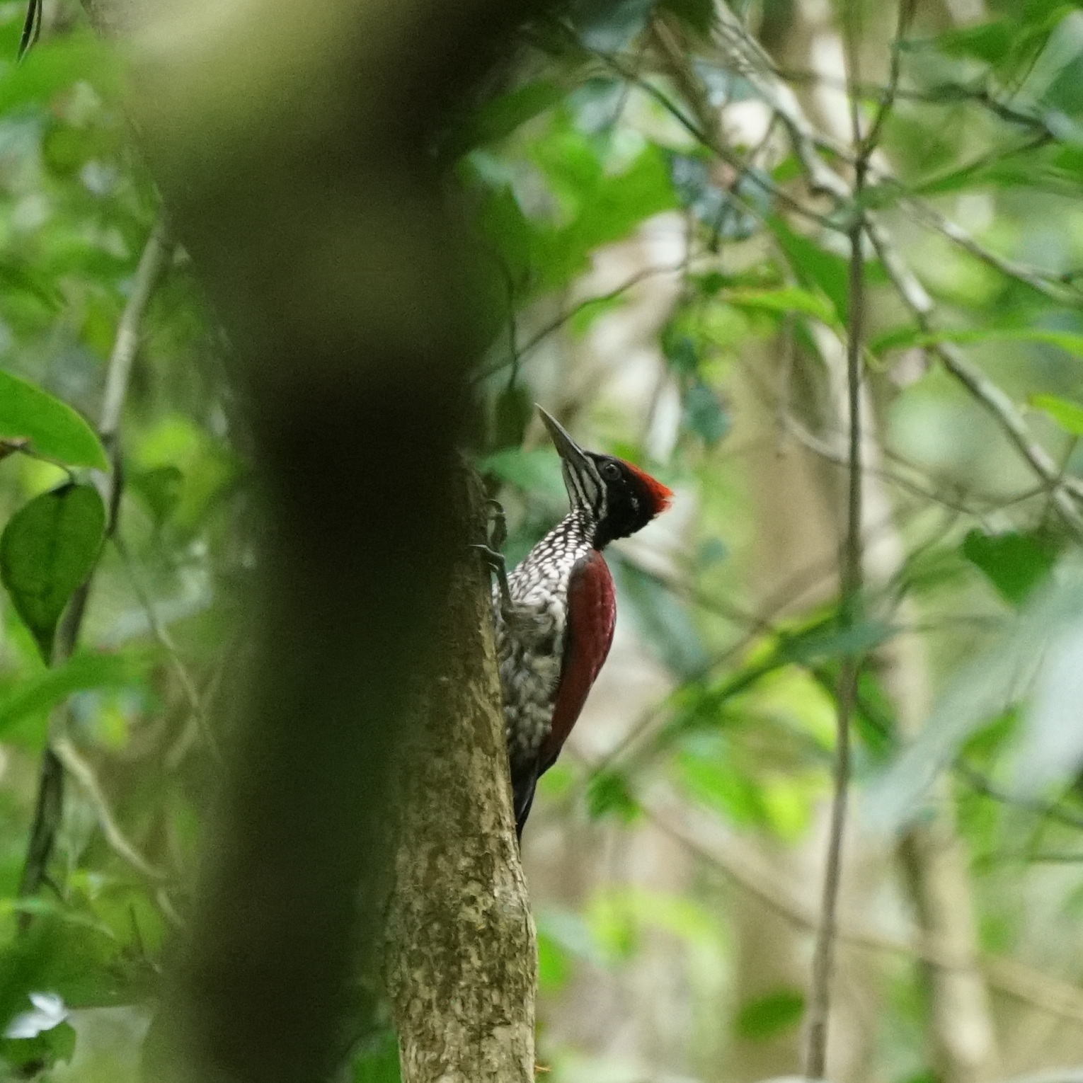 Crimson-backed Flameback (Chrysocolaptes stricklandi), photo 1