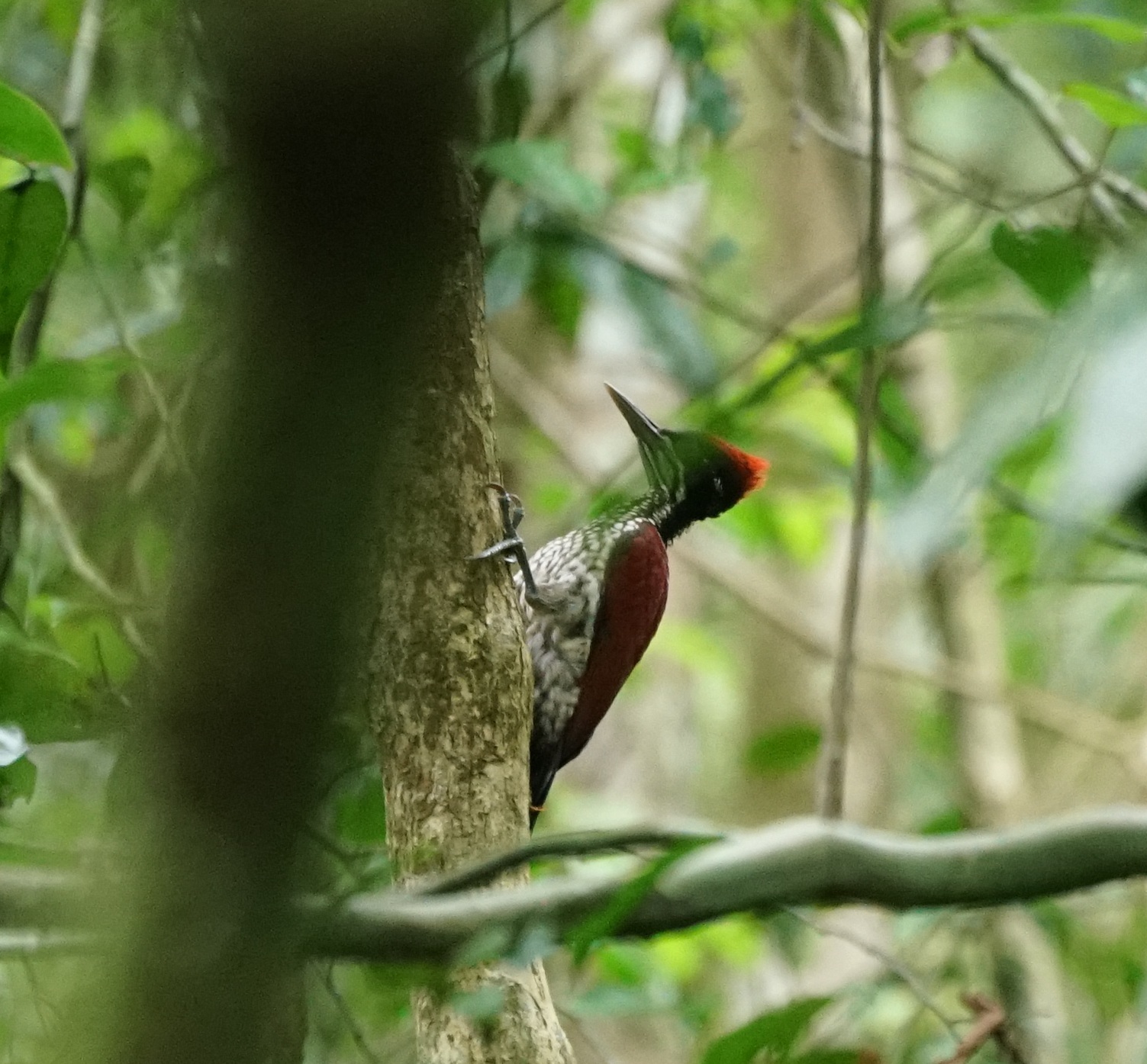 Crimson-backed Flameback (Chrysocolaptes stricklandi), photo 3