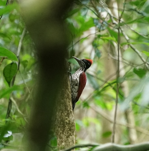 Crimson-backed Flameback (Chrysocolaptes stricklandi), photo 2