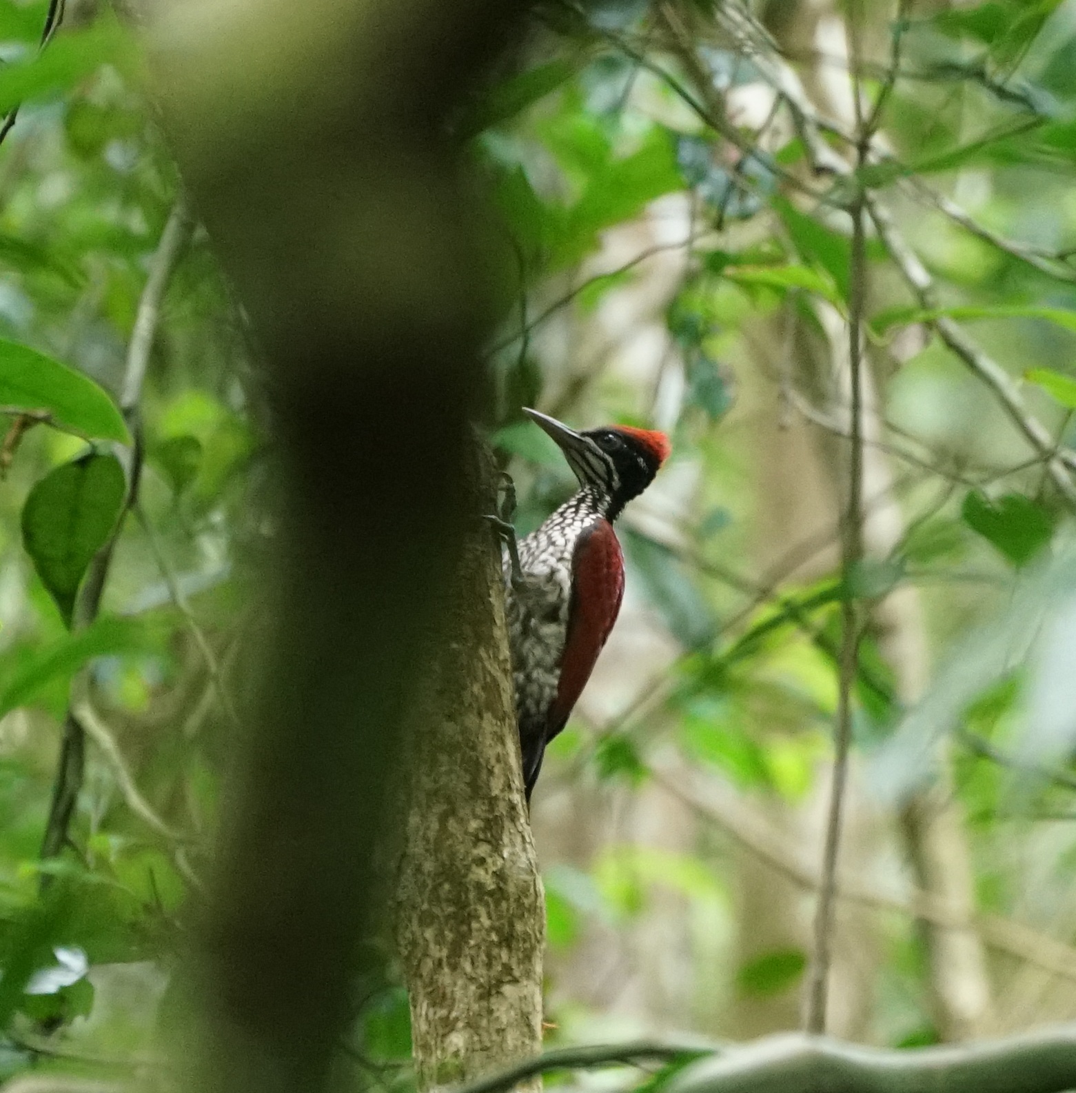 Crimson-backed Flameback (Chrysocolaptes stricklandi), photo 2