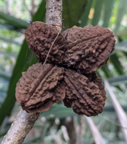 Pittosporum leratii observed 2026-04-17