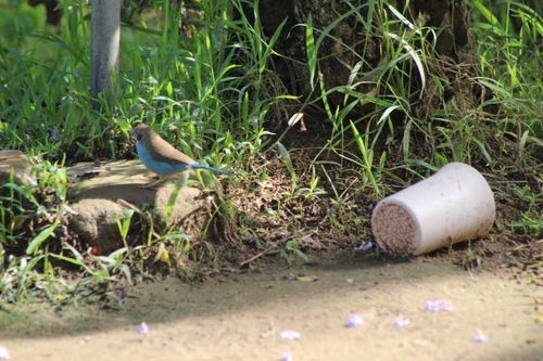Red-cheeked Cordonbleu