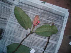 Magnolia yoroconte
